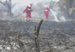 Inovasi BRIN: Tepung Singkong Jadi Senjata Baru Lawan Karhutla