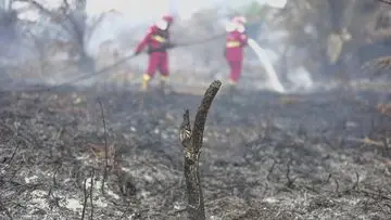 Inovasi BRIN: Tepung Singkong Jadi Senjata Baru Lawan Karhutla