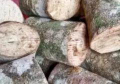 Kayu Ular Papua, Potensi Komoditas Herbal Unggulan yang Mendunia