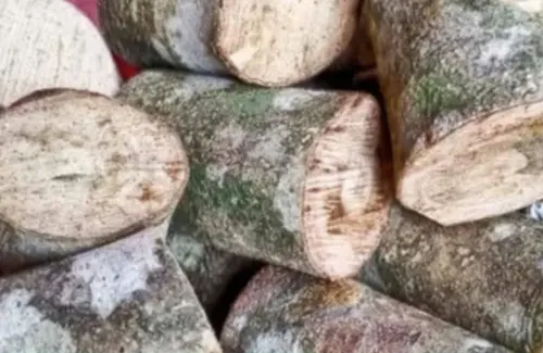 Kayu Ular Papua, Potensi Komoditas Herbal Unggulan yang Mendunia