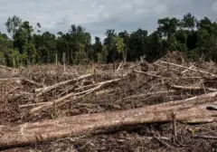 Hukuman Mati Menanti Perusak Hutan di Indonesia Kuno