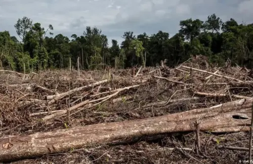 Hukuman Mati Menanti Perusak Hutan di Indonesia Kuno