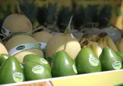 Melon Sunpride Petani Blitar Ekspor ke Singapura, Buah Penguatan Ekosistem Hortikultura GGF