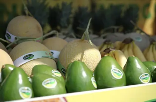 Melon Sunpride Petani Blitar Ekspor ke Singapura, Buah Penguatan Ekosistem Hortikultura GGF