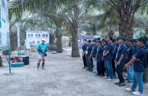 Pelatihan Panen Sawit Tingkatkan Kualitas dan Nilai Jual Tandan Buah Segar