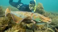 Populasi Cuttlefish Australia Anjlok Drastis, Festival Kawin Terbesar Dunia Sepi Pengunjung