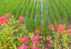 Bunga Refugia: Senjata Alami Petani Kendalikan Hama Tanpa Kimia