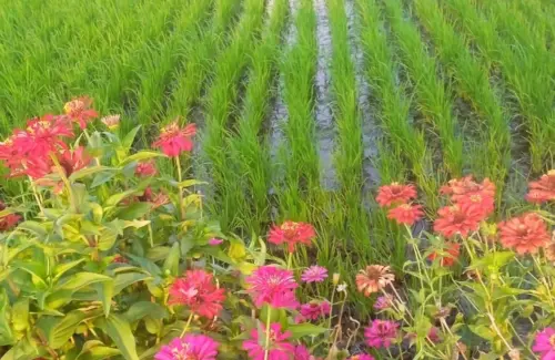 Bunga Refugia: Senjata Alami Petani Kendalikan Hama Tanpa Kimia