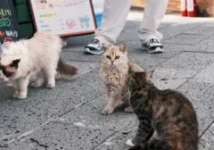 Taman Hiburan Kucing 'Scarlett's Friends' Hadir di Tiongkok