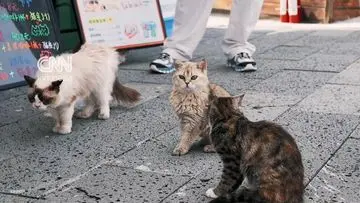 Taman Hiburan Kucing 'Scarlett's Friends' Hadir di Tiongkok