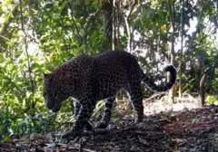 Populasi Macan Tutul Jawa Terdeteksi Capai 51 Individu di Gunung Halimun Salak