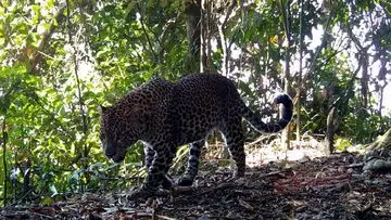 Populasi Macan Tutul Jawa Terdeteksi Capai 51 Individu di Gunung Halimun Salak