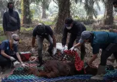 Ditemukan Lemas Akibat Asap Karhutla, Orang Utan Jantan Dievakuasi di Ketapang