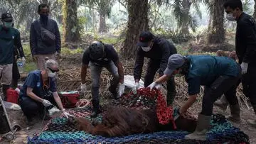Ditemukan Lemas Akibat Asap Karhutla, Orang Utan Jantan Dievakuasi di Ketapang
