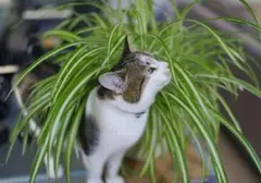 Lima Tanaman Hias Indoor Aman untuk Kucing dan Pembersih Udara