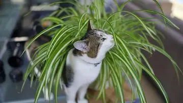 Lima Tanaman Hias Indoor Aman untuk Kucing dan Pembersih Udara