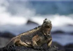 WNI Rusia Ditangkap di Ekuador Bawa 32 Iguana Laut Langka dalam Koper