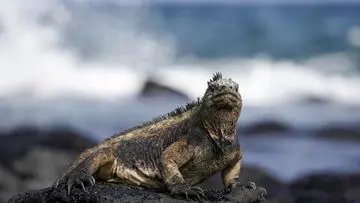 WNI Rusia Ditangkap di Ekuador Bawa 32 Iguana Laut Langka dalam Koper