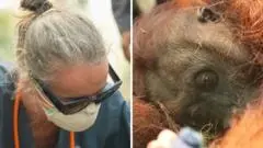 Kebakaran Hutan Borneo Ancaman Nyata Kelangsungan Hidup Orangutan