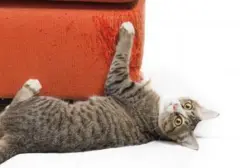 Mengatasi Kebiasaan Mencakar Kucing: Panduan Praktis untuk Pemilik Anabul
