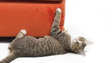 Mengatasi Kebiasaan Mencakar Kucing: Panduan Praktis untuk Pemilik Anabul