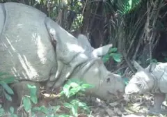 Taman Nasional Ujung Kulon dan Kalimantan Raih Pengakuan Dunia Sebagai Destinasi Wisata Satwa Liar Unggulan