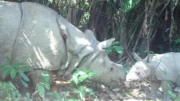 Taman Nasional Ujung Kulon dan Kalimantan Raih Pengakuan Dunia Sebagai Destinasi Wisata Satwa Liar Unggulan