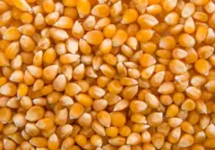 Prediksi Produksi Jagung Nasional Capai 14,25 Juta Ton pada Akhir 2026