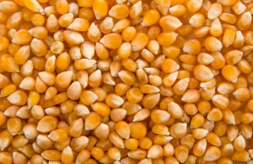 Prediksi Produksi Jagung Nasional Capai 14,25 Juta Ton pada Akhir 2026