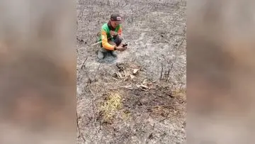 Karhutla Semeru Tewaskan Kijang, Macan Tutul Terdeteksi Bermigrasi