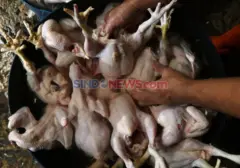 Harga Pangan Meroket, Pedagang Ungkap Beban Ganda Konsumen dan Peternak