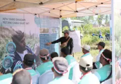 Syngenta Luncurkan SIMODIS untuk Lindungi Cabai dari Hama Thrips