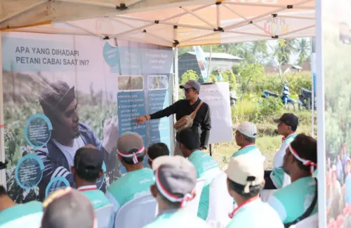 Syngenta Luncurkan SIMODIS untuk Lindungi Cabai dari Hama Thrips