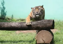 Harimau Jawa Diperkirakan Masih Hidup di Sukabumi, Bukti Baru Muncul Pasca Kepunahan 1976