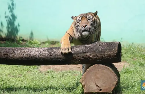 Harimau Jawa Diperkirakan Masih Hidup di Sukabumi, Bukti Baru Muncul Pasca Kepunahan 1976