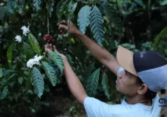 NTP Hortikultura Agustus 2026 Merosot, Mentan Amran Sebut Impor Jadi Biang Kerok