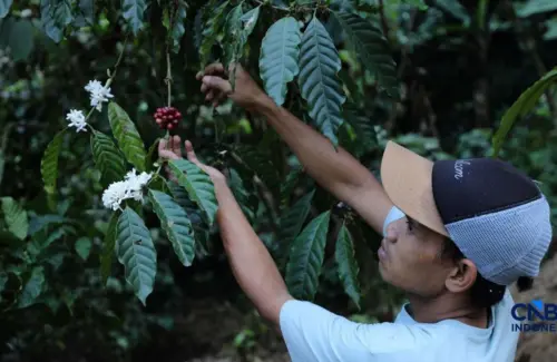 NTP Hortikultura Agustus 2026 Merosot, Mentan Amran Sebut Impor Jadi Biang Kerok