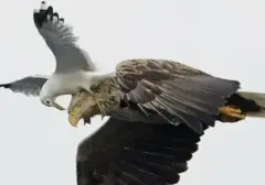 Momen Satwa Mengocok Perut Raih Pengakuan Komedi
