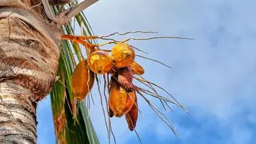 Mitos Kelapa Kuning: Khasiat Kesuburan Hingga Kecerdasan Dipertanyakan