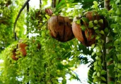 Batok Kelapa: Limbah Bernilai Tinggi untuk Berkebun