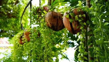 Batok Kelapa: Limbah Bernilai Tinggi untuk Berkebun