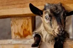 Tiga Bayi Kambing dari "Farm Adventures" Positif Rabies, Warga NC Diingatkan