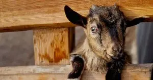 Tiga Bayi Kambing dari "Farm Adventures" Positif Rabies, Warga NC Diingatkan