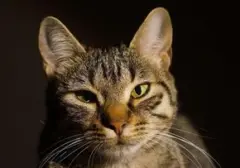 Kucing 'Kepala Stasiun' Tarik Ribuan Wisatawan ke Prefektur Chiba