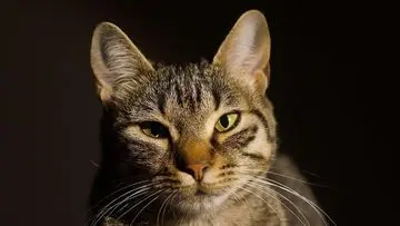Kucing 'Kepala Stasiun' Tarik Ribuan Wisatawan ke Prefektur Chiba