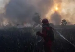 Karhutla Kalbar Mengkhawatirkan Meski Titik Panas Menurun, Menteri Soroti Kebutuhan Perhatian Serius