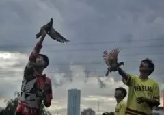 Panduan Memilih Merpati Balap Berkualitas: Mengenali 7 Ciri Unggul