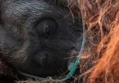 17.375 Hotspot Karhutla Mengancam Habitat Orangutan Kalimantan