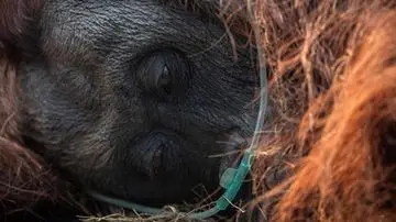17.375 Hotspot Karhutla Mengancam Habitat Orangutan Kalimantan