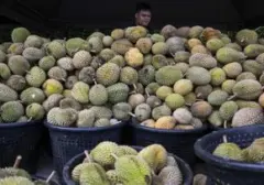 Pencurian 1,6 Ton Durian Berujung Penangkapan Pria Vietnam